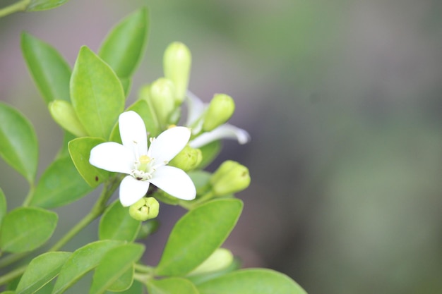 日本のケムニン (Murraya paniculata) の花がくと背景がぼやけています