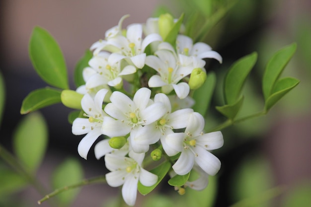 일본 케무닝 (Kemuning) 또는 무라야 파니쿨라타 (Murraya paniculata) 꽃이 흐릿한 배경으로 꽃을 피우고 있습니다.