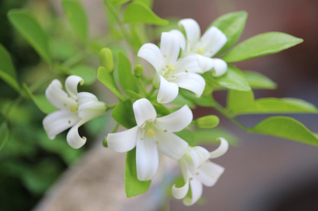 일본 케무닝 (Kemuning) 또는 무라야 파니쿨라타 (Murraya paniculata) 꽃이 흐릿한 배경으로 꽃을 피우고 있습니다.