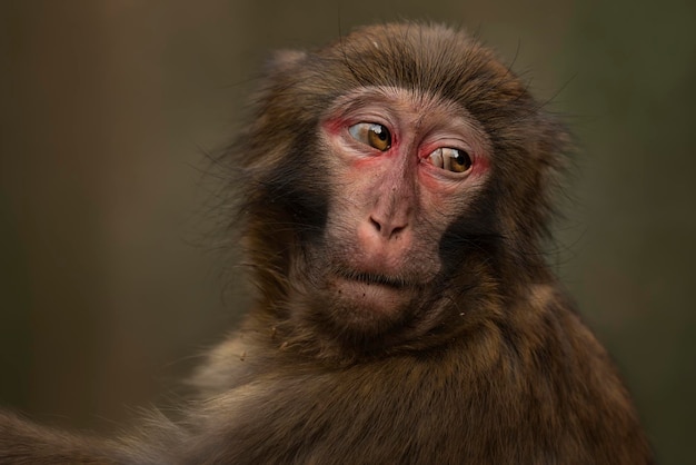 close-up of japanese macaque looking away
