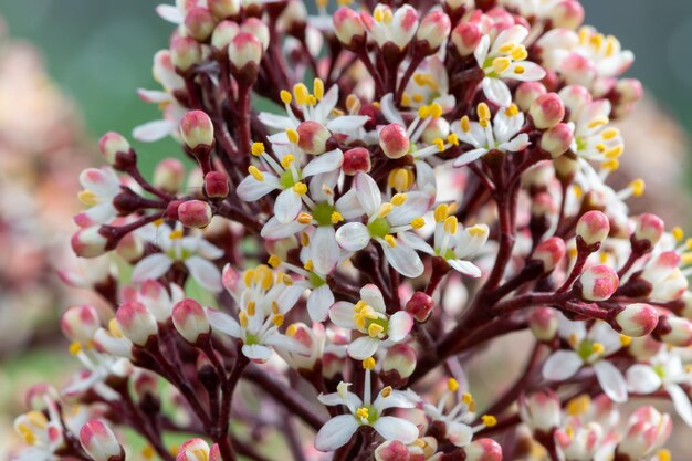 Photo close up of japanese skimmia flowers in bloom