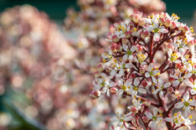 Photo close-up of japanese skimmia flowers