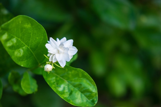 庭のジャスミンの花を閉じる