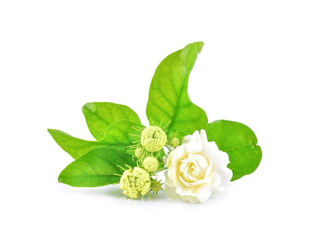 Close-up of Jasmine flowers