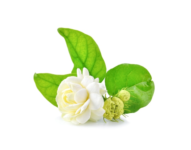 Close-up of Jasmine flowers