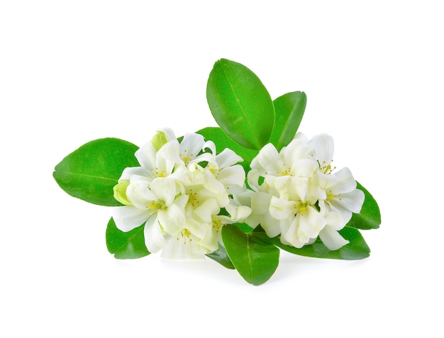 Close-up of Jasmine flowers