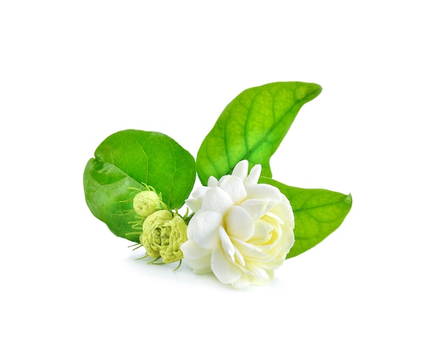 Close-up of Jasmine flowers