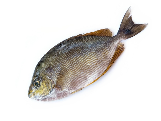 Close up Java rabbitfish, Bluespotted spinefish or Streaked spinefoot fish on a white background