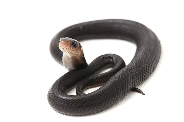 Close-up of Javan spitting cobra