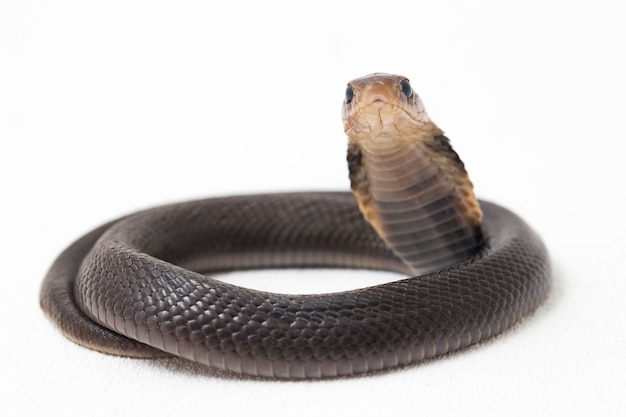 Close-up of Javan spitting cobra