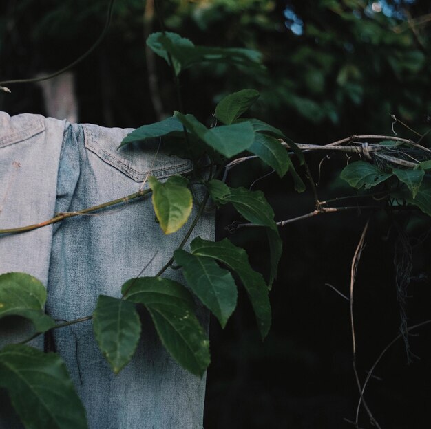 Photo close-up of jeans by leaves on clothesline