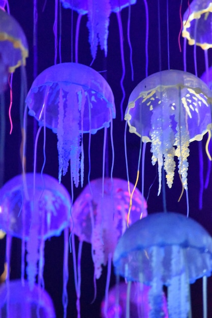 Close-up of jellyfish against black background