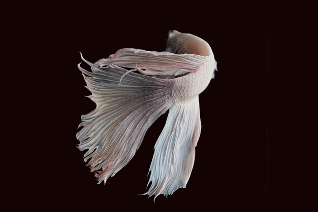 Photo close-up of jellyfish against black background