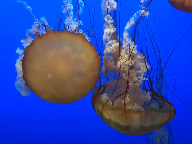 Photo close-up of jellyfish against blue background