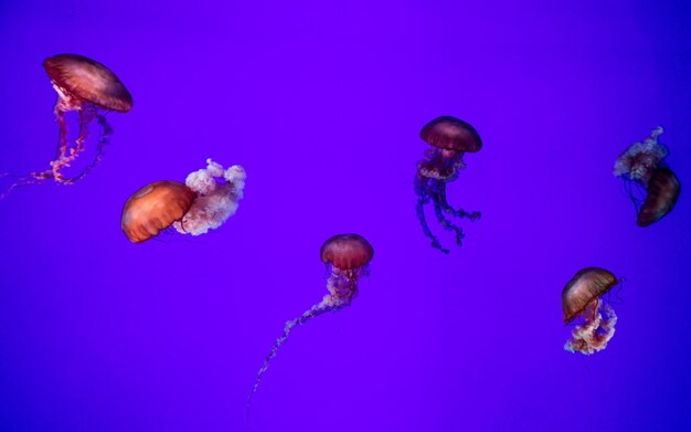 Photo close-up of jellyfish against blue background