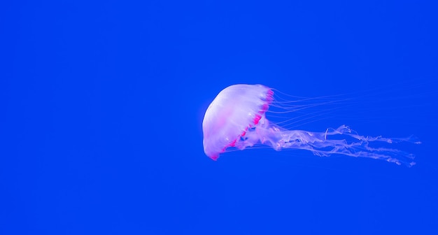 Photo close-up of jellyfish against blue background