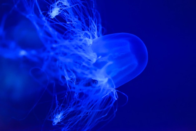 Close-up of jellyfish against blue background