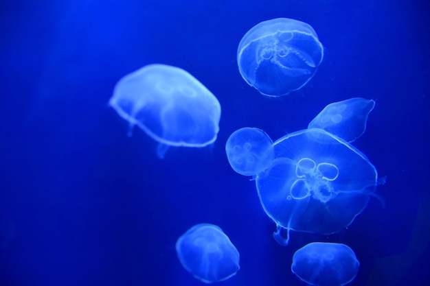 close-up of jellyfish against blue background