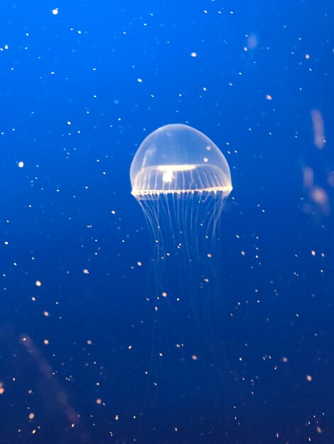 Photo close-up of jellyfish against blue background