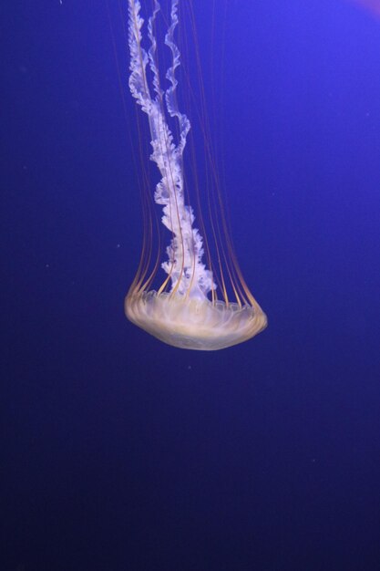 Foto prossimo piano di meduse su sfondo blu