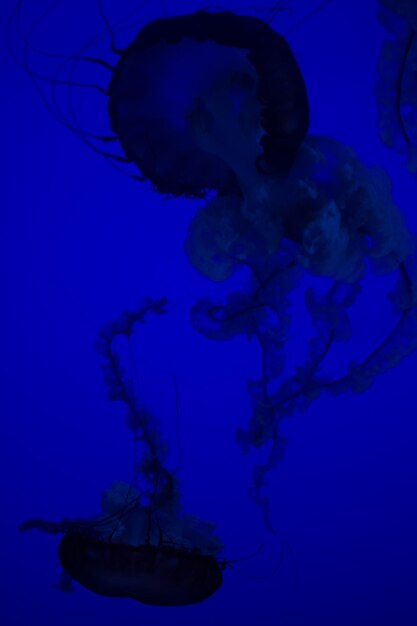 Close-up of jellyfish against blue background