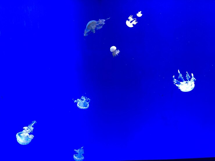 Photo 青い背景のメドゥーシのクローズアップ