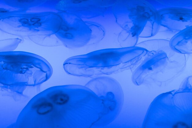 Close-up of jellyfish against blue background