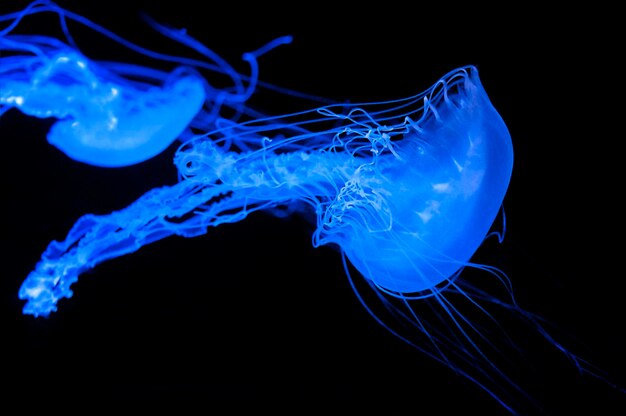 Close-up of jellyfish against blue background