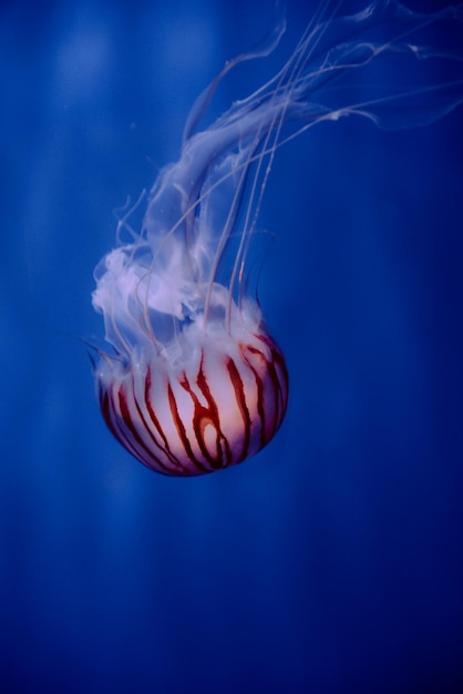 close-up of jellyfish against blue background