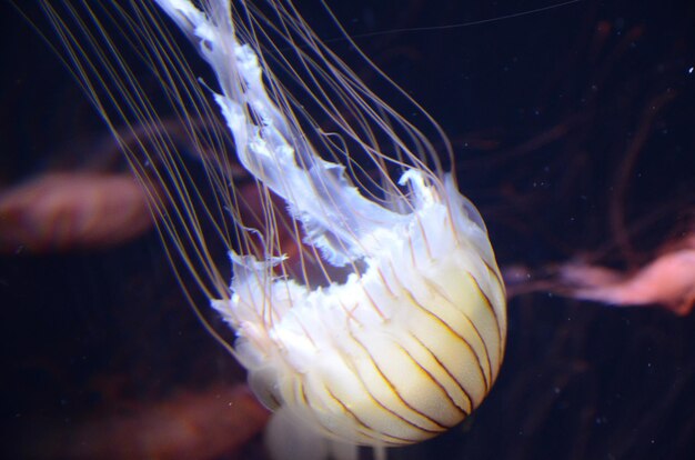 Close-up of jellyfish against blurred background