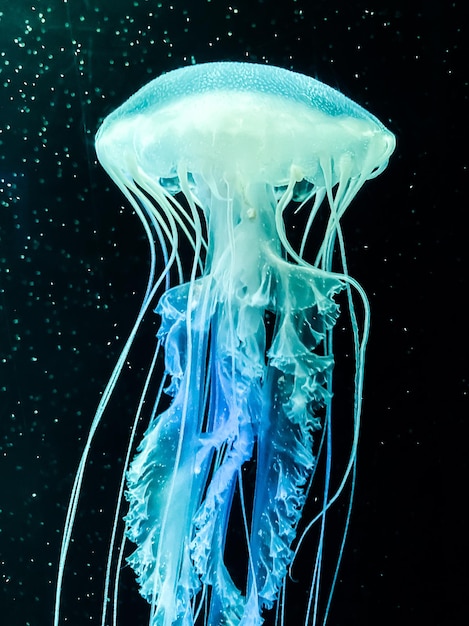 close-up of jellyfish in aquarium