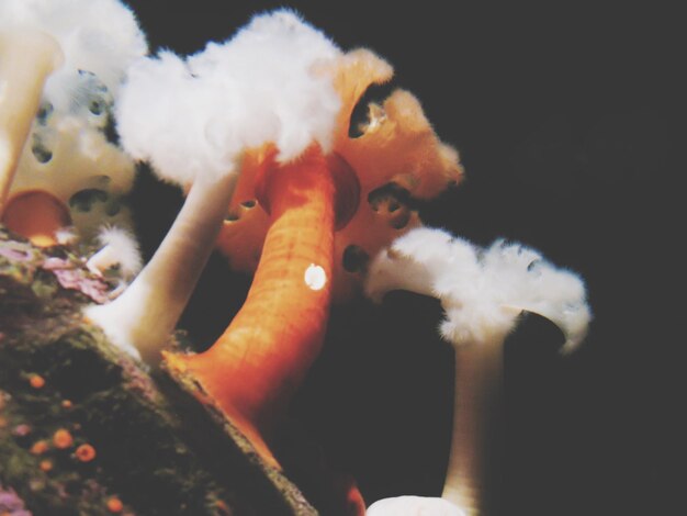 Photo close-up of jellyfish in aquarium