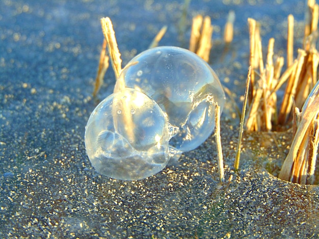 Foto prossimo piano di meduse in acquario