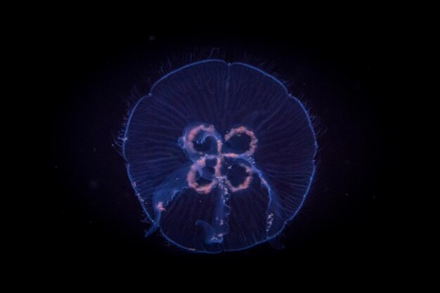 Photo close-up of jellyfish in aquarium