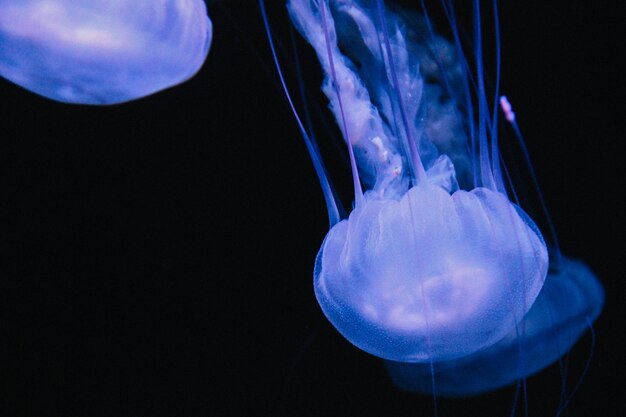 Photo close-up of jellyfish in sea water