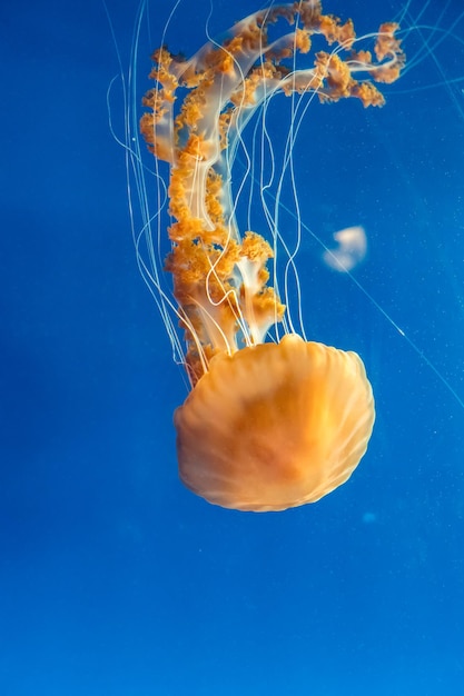 Foto prossimo piano di meduse in mare