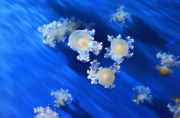 Close-up of jellyfish in sea