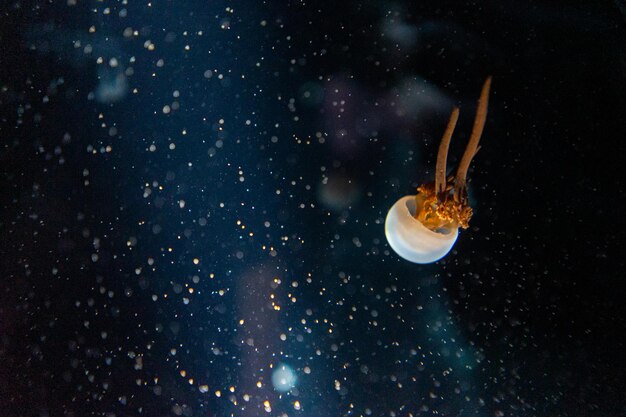 Foto prossimo piano di meduse in mare