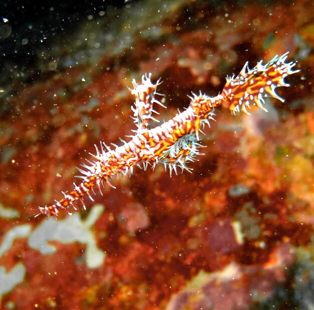 Foto prossimo piano di meduse in mare