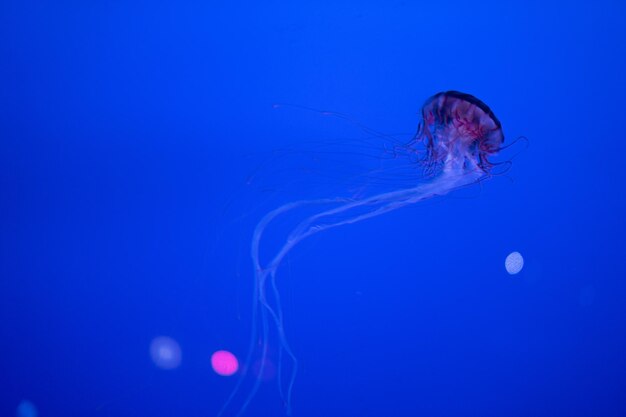 Foto prossimo piano di meduse in mare