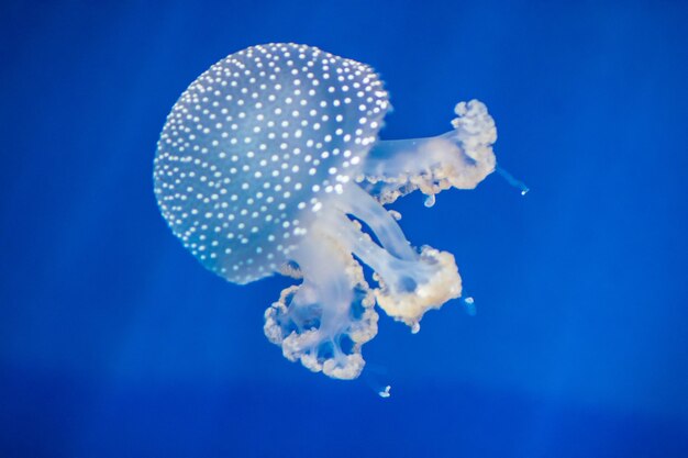 Close-up of jellyfish in sea