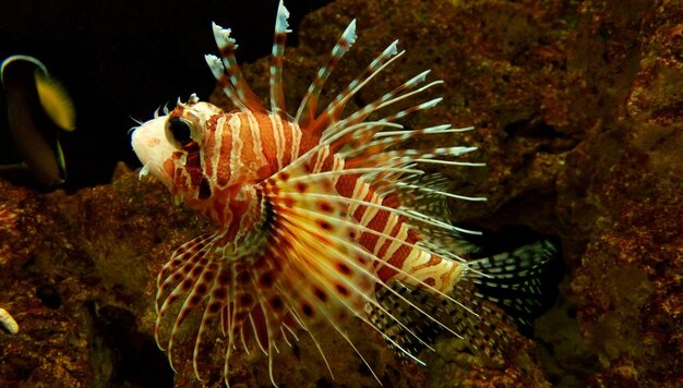 Foto prossimo piano di meduse in mare