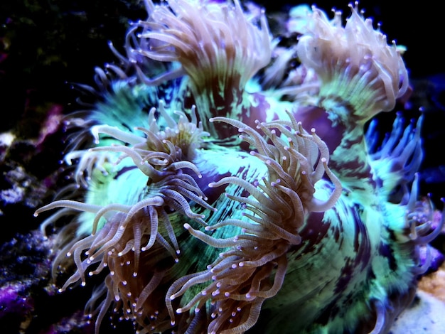 Foto prossimo piano di meduse in mare