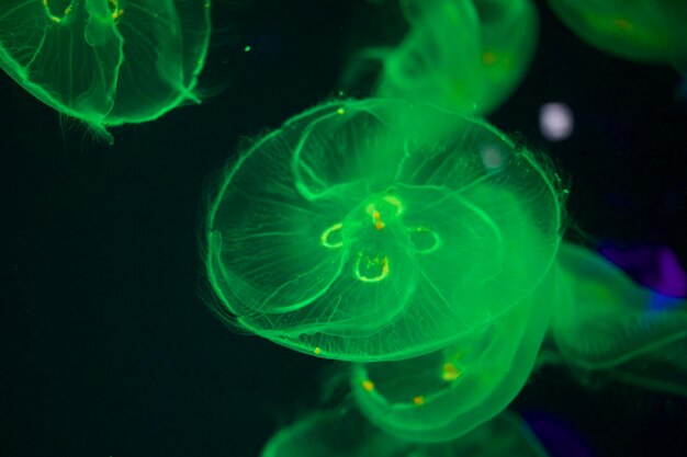 Close-up of jellyfish in sea