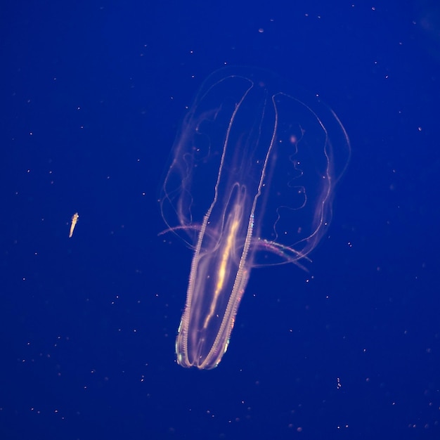 Photo close-up of jellyfish in sea