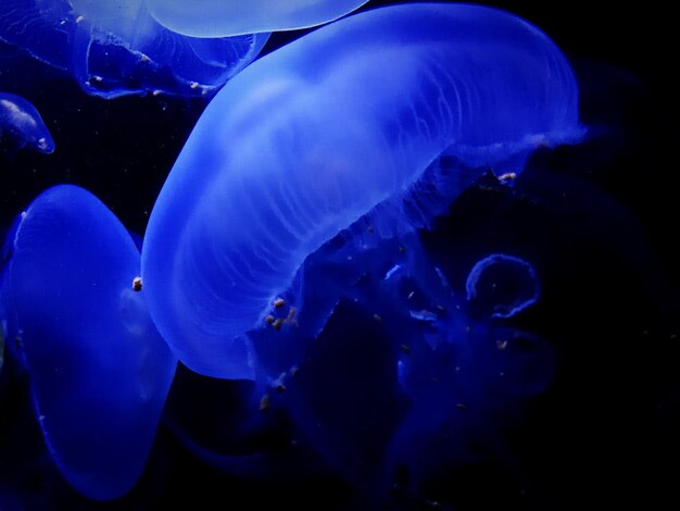 Close-up of jellyfish in sea