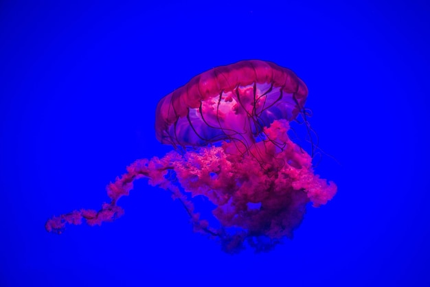 海のクラゲのクローズアップ