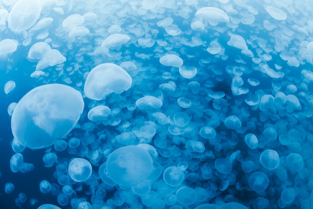 Close-up of jellyfish in sea