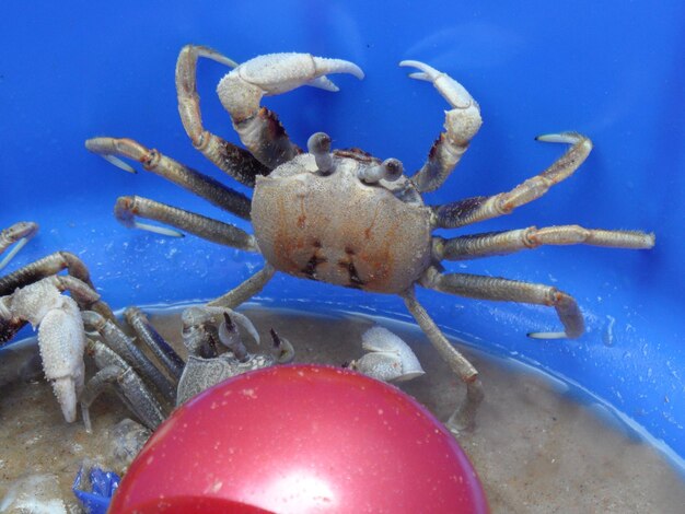 Foto prossimo piano di meduse in mare