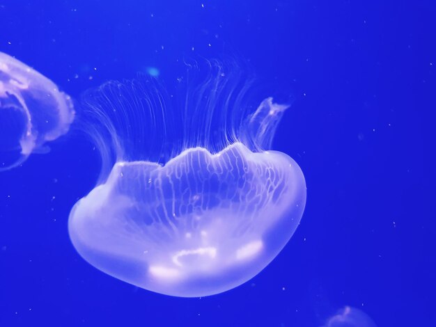 Close-up of jellyfish in sea